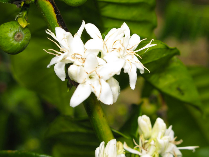 pianta caffè